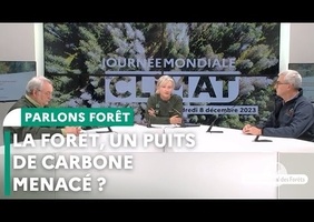 Le futur de la forêt en France