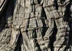 Le quizz des écorces et le site zoom nature