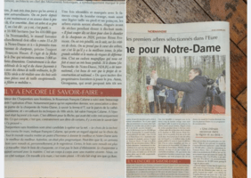 Des chênes pour Notre-Dame
