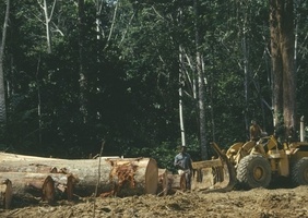 Émission très intéressante sur France Culture, Filière bois : l'industrie qui gâche la forêt ?