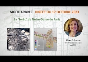 La "forêt" de Notre-Dame de Paris