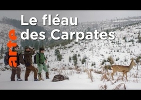 La mafia du bois en Roumanie