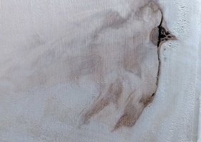 Oiseau fossilisé dans une planche