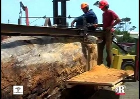 Comment on obtient du Kaori de 40.000 ans