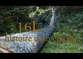 Un violoncelle : ce qui précède sa naissance