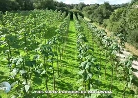 L'arbre magique