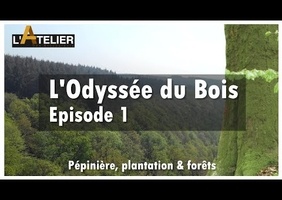 L'odyssée du bois
