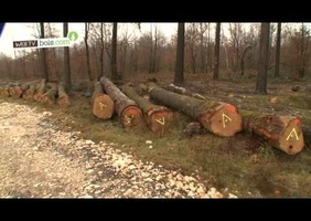 Le cycle de vie du bois