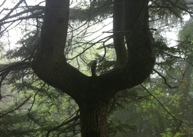 Voilà un arbre qui ne manque pas d'originalité