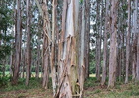 Forêt d'eucalyptus géants.