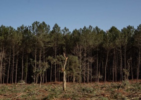 Dans les forêts landaises, les coupes rases ont toujours la cote.