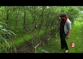 Faire pousser des chaises directement