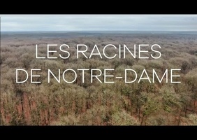 Les bois pour la nouvelle charpente de N.D. de Paris