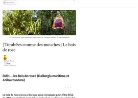 Le bois de rose introuvable