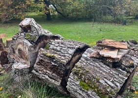 Énorme tronc de noyer