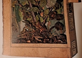 Incroyable xylothèque !