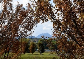 Nos forêts meurent du changement climatique