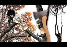 Taille de chêne à la hache, et sculpture évolutive sur arbres vivants.