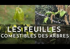 Mangez des feuilles !