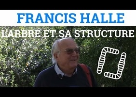 L'arbre et sa structure