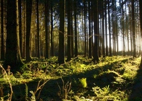 On connaÃ®t de mieux en mieux "l'intelligence" des arbres et les Ã©tonnantes facultÃ©s qui leur ont permis, depuis des millÃ©naires, de tisser entre eux un rÃ©seau dense de communication. Au coeur de la forÃªt, amis, ennemis, partenaires dâ