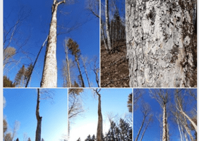 Quelques grumes en Isère