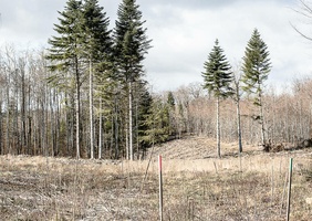 Forêts de Bourgogne: la mort de l’hêtre aimé