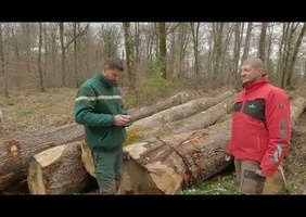 Le tri du bois après abattage