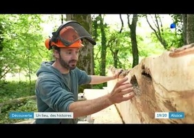 Reportage sur l'atelier daiku - élagage, scierie mobile, menuiserie