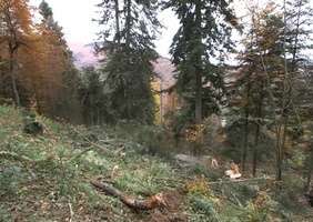 L'appel de la forêt