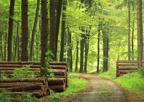 Des exploitations raisonnées de la forêt française