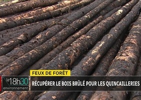 L'utilisation du bois des forêts brulées