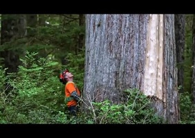 L'industrie du bois en Colombie-Britannique