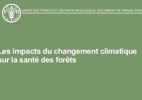Les impacts du changement climatique sur la santé des forêts