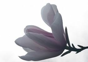 Arboretum et musée du bois