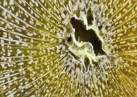 L'infini petit mais l'infiniment beau (Jean Claude Cerre)