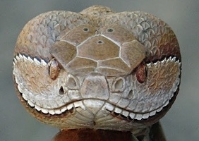 Vidéo - Une canne serpent