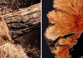 La plus belle  video  sur  un tronc  ...