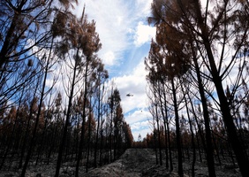 Surtout après un incendie, il est le plus souvent préférable de laisser la forêt se régénérer nature