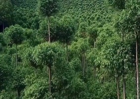 Une gestion forestière interessante ...