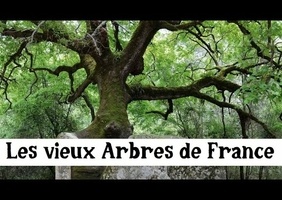Les plus vieux arbres de France