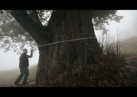 La magie des chataigniers