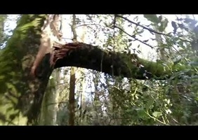 Un petit tour en forêt !