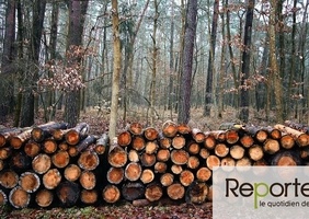 Exploitation des Forêts en France