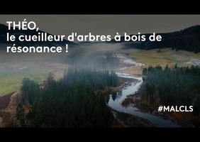 Théo, le cueilleur d'arbres à bois de résonance !