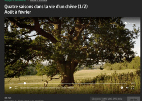 Quatre saisons dans la vie d'un chêne