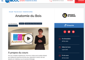 Un cours sur l'anatomie du bois