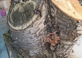 Cerisier ! Quelques petits projets à venir après séchage...