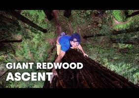 Chris Sharma grimpe un séquoia géant !
