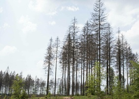 Climat : «La forêt française dépérit, il faut l’aider à s’adapter»